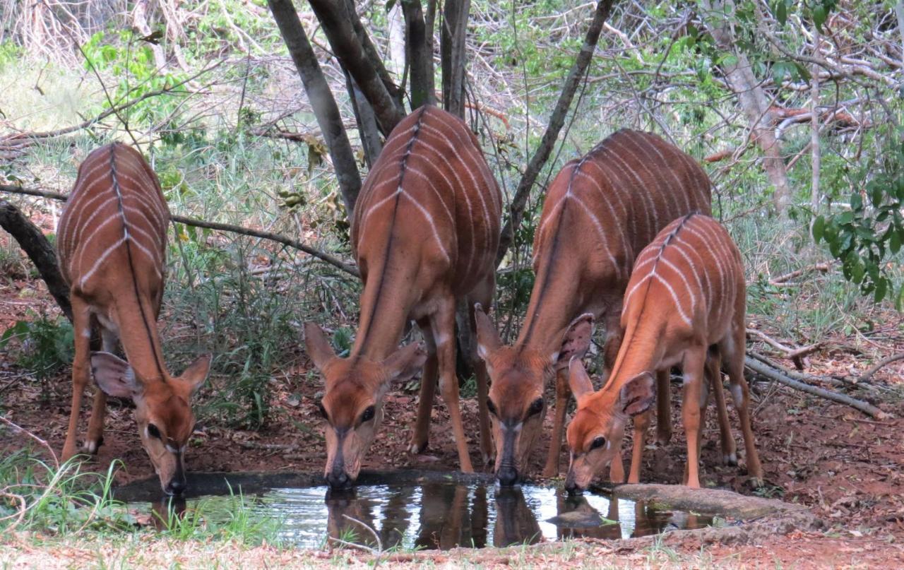 Umkhumbi Lodge Hluhluwe Ngoại thất bức ảnh
