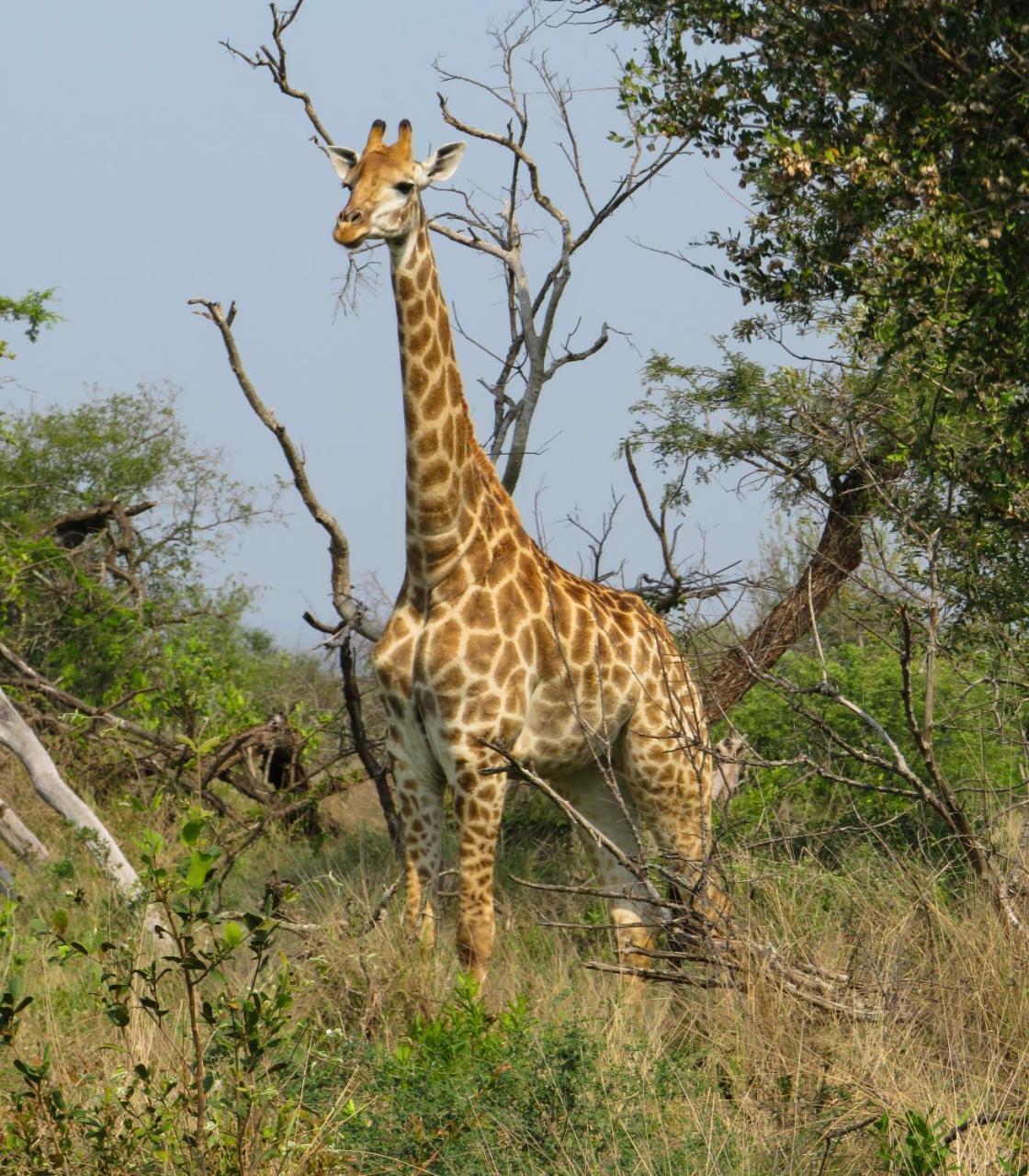 Umkhumbi Lodge Hluhluwe Ngoại thất bức ảnh